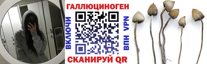 Галлюциногенные грибы мицелий  Купить где  Карачаевск 
